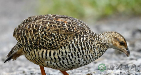鹧鸪的吃法_哪些人不能吃鹧鸪