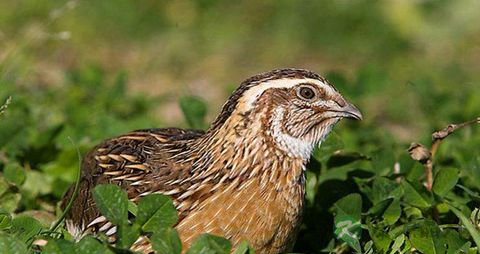 鹌鹑的营养价值_吃鹌鹑的好处