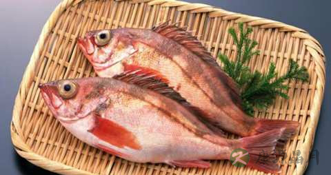 加吉鱼的营养价值_吃加吉鱼的好处