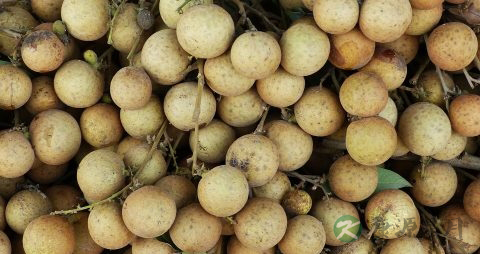 晒龙眼干要不要水煮 晒龙眼干要不要水煮