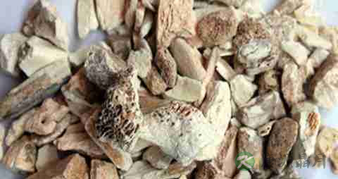 龙骨的营养价值_吃龙骨的好处