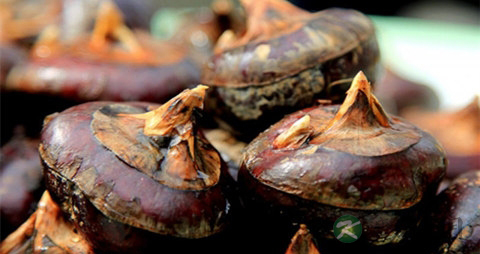 马蹄可以和什么煲汤