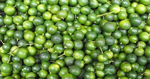 青金桔的营养价值_吃青金桔的好处