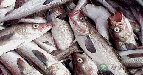 明太鱼的营养价值_吃明太鱼的好处