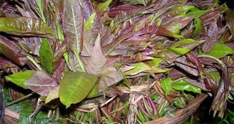 香椿芽的吃法_哪些人不能吃香椿芽