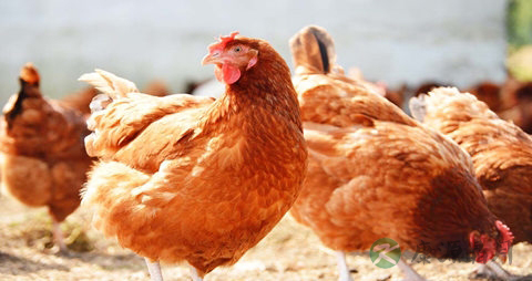 母鸡的吃法_哪些人不能吃母鸡