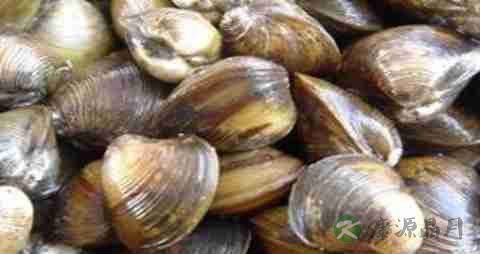 河蚬的营养价值_吃河蚬的好处