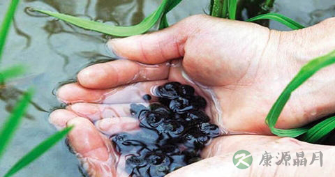 葛仙米的营养价值_吃葛仙米的好处