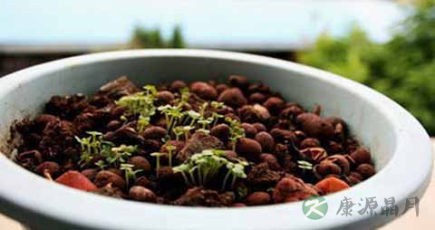 白菜芽的吃法_哪些人不能吃白菜芽