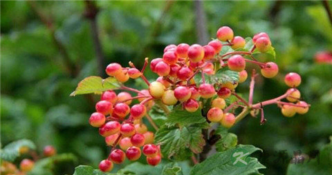 蔓越莓和越橘有什么区别