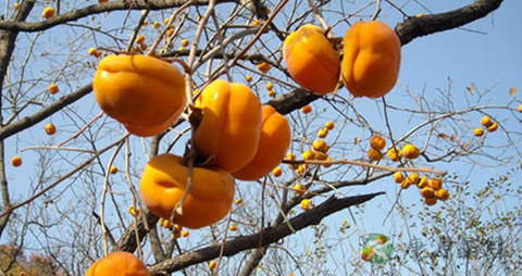 磨盘柿的吃法_哪些人不能吃磨盘柿 磨盘柿的吃法_哪些人不能吃磨盘柿