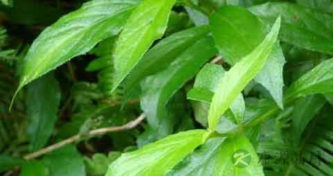 东风菜的营养价值_吃东风菜的好处 东风菜的营养价值_吃东风菜的好处