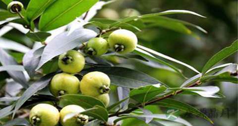 水蒲桃的吃法_哪些人不能吃水蒲桃