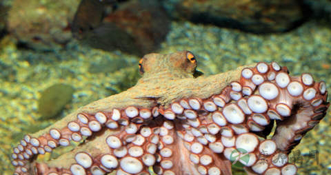 八爪鱼的营养价值_吃八爪鱼的好处