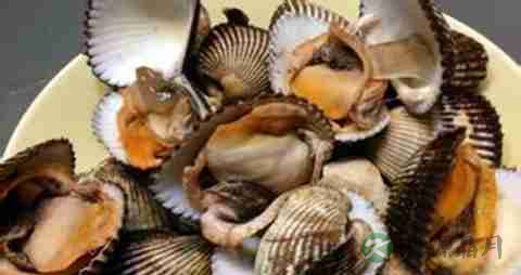 毛蚶的营养价值_吃毛蚶的好处