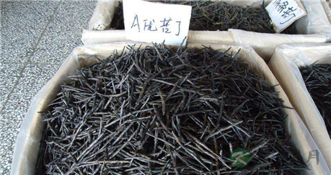 苦丁茶的真假鉴别 苦丁茶的真假鉴别