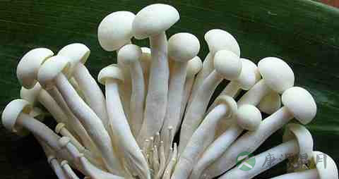 胶玉蘑的吃法_哪些人不能吃胶玉蘑