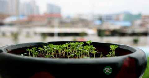 白菜芽的吃法_哪些人不能吃白菜芽