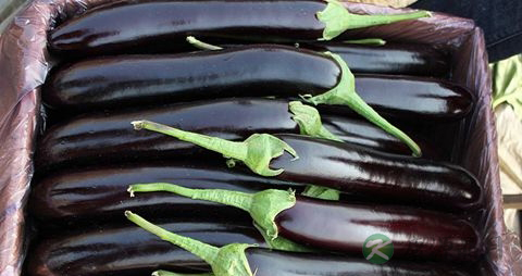 生吃茄子有毒吗