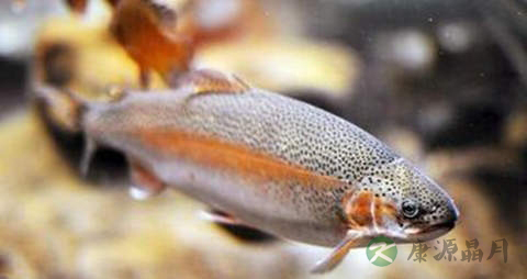 虹鳟鱼的营养价值_吃虹鳟鱼的好处