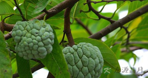 番荔枝的营养价值_吃番荔枝的好处