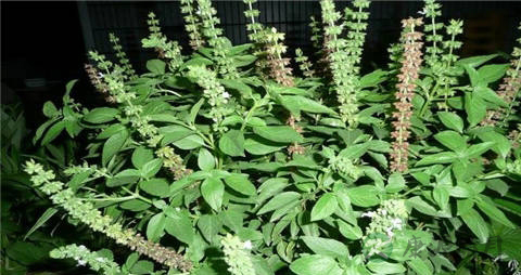 九层塔的营养价值_吃九层塔的好处