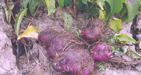 脚板薯的吃法_哪些人不能吃脚板薯