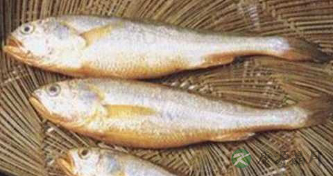 黄姑鱼的吃法_哪些人不能吃黄姑鱼 黄姑鱼的吃法_哪些人不能吃黄姑鱼