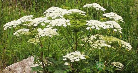 白芷的营养价值_吃白芷的好处