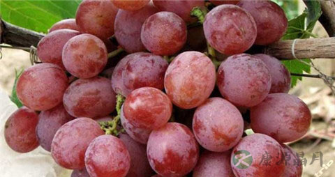 提子上的白霜是什么