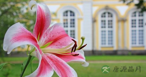 鲜百合能冷冻吗