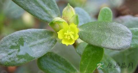 晒干的马齿苋怎么吃 晒干的马齿苋怎么吃