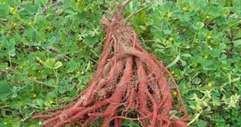 红丹参的吃法_哪些人不能吃红丹参