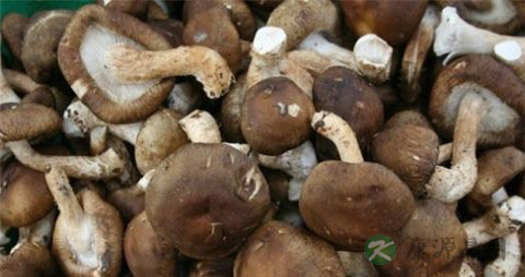 怎么泡香菇更快 怎么泡香菇更快