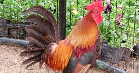 炸鸡腿外酥内嫩的妙招