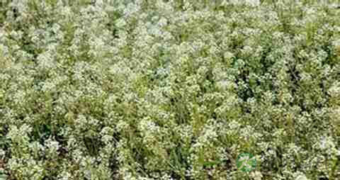 荠菜花的营养价值_吃荠菜花的好处