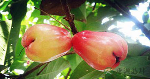 甜蒲桃的营养价值_吃甜蒲桃的好处