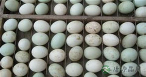 野鸭蛋的吃法_哪些人不能吃野鸭蛋