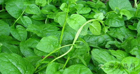 木耳叶的营养价值_吃木耳叶的好处