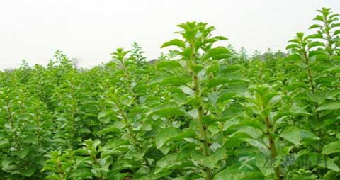 枸杞芽的吃法_哪些人不能吃枸杞芽