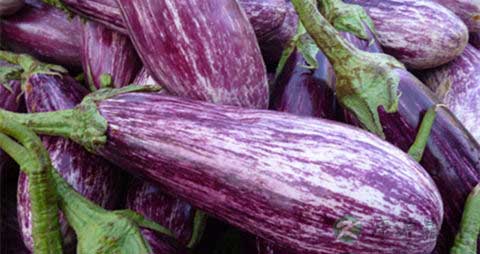 茄瓜的吃法_哪些人不能吃茄瓜