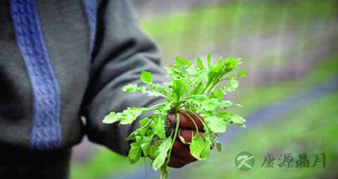 普通荠菜的营养价值_吃普通荠菜的好处 普通荠菜的营养价值_吃普通荠菜的好处