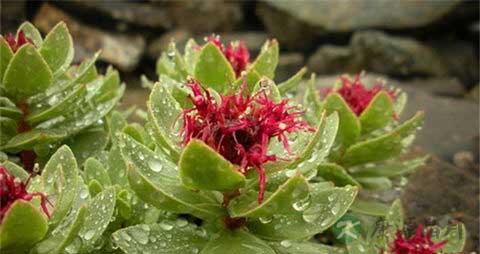红景天的吃法_哪些人不能吃红景天 红景天的吃法_哪些人不能吃红景天