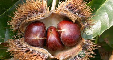 板栗炖鸡汤的功效 板栗炖鸡汤的功效