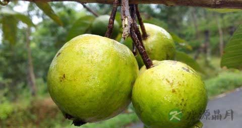 番石榴怎么放熟 番石榴怎么放熟