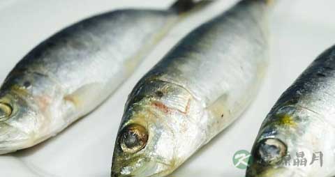沙丁鱼的营养价值_吃沙丁鱼的好处 沙丁鱼的营养价值_吃沙丁鱼的好处