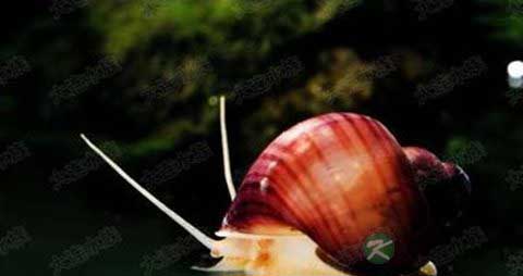 肚脐螺的吃法_哪些人不能吃肚脐螺