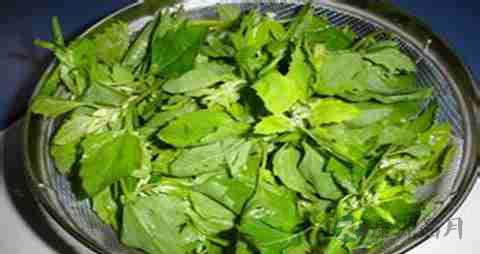 灰灰菜的营养价值_吃灰灰菜的好处