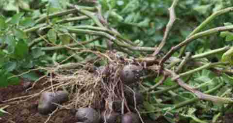 黑土豆的营养价值_吃黑土豆的好处