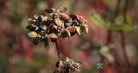 荞麦芽的营养价值_吃荞麦芽的好处